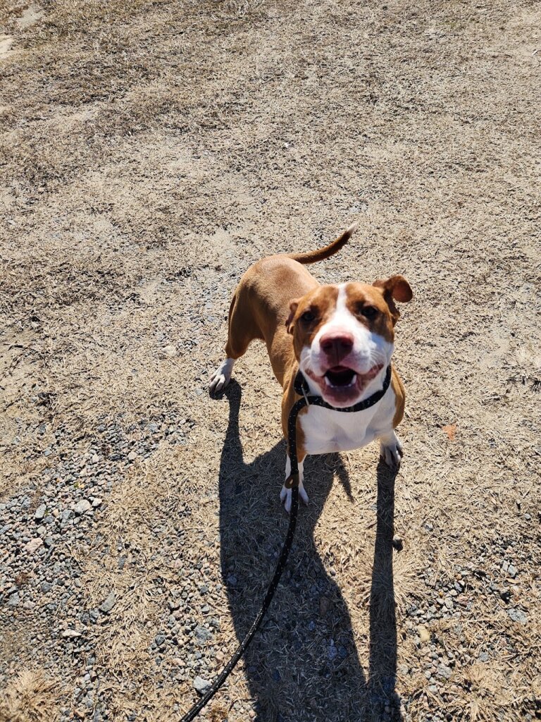 Bertie County Humane Society animal shelter in Windsor, NC