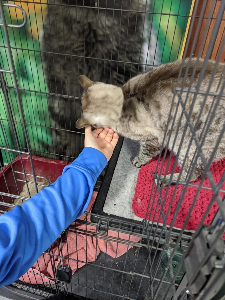 BestPals Animal Rescue Center in Holland, MI