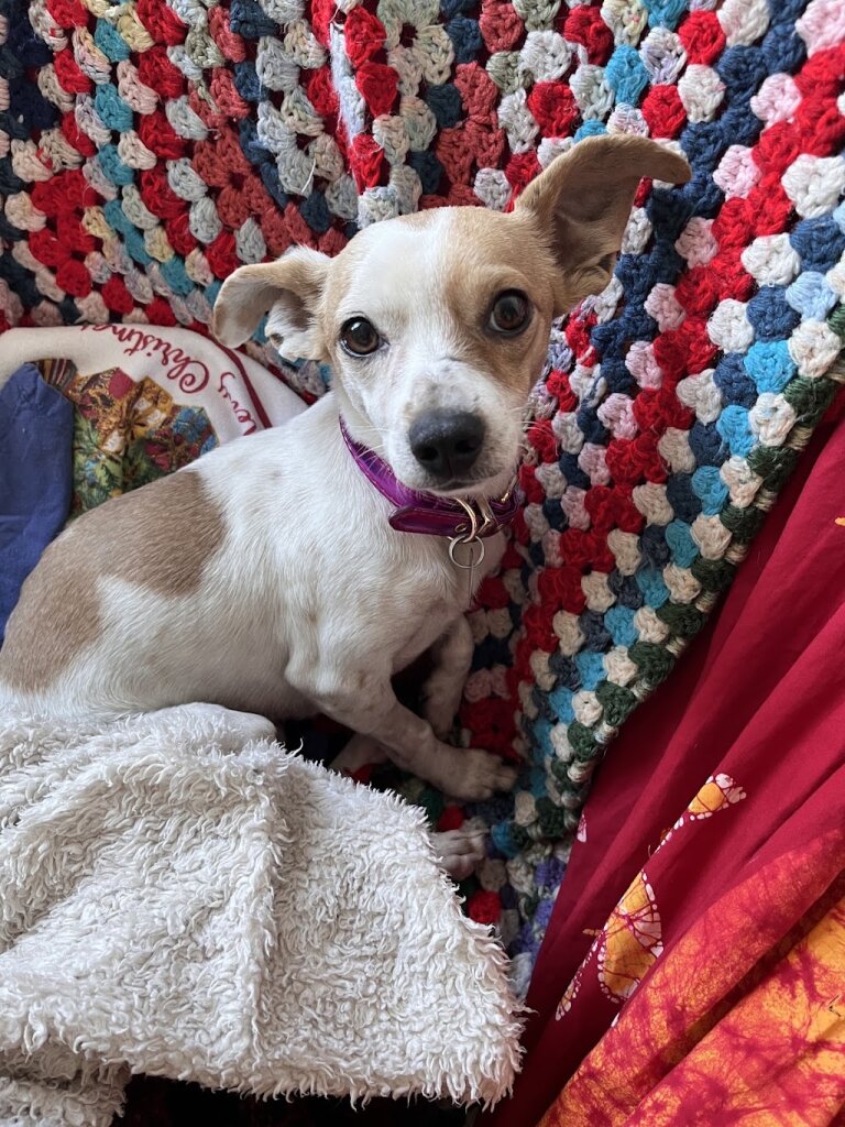 Bideawee Pet Adoption Center animal shelter in Wantagh, NY