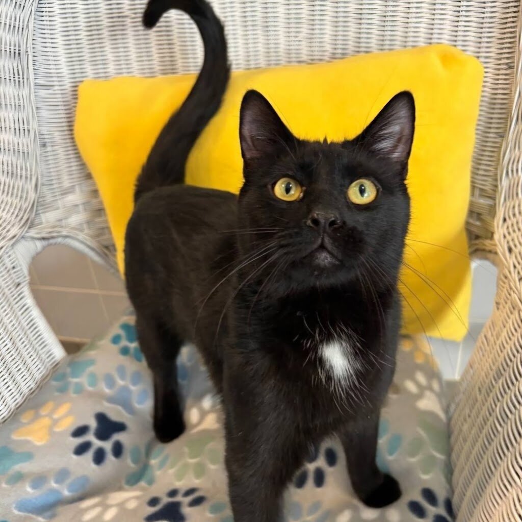 Bideawee Pet Adoption Center animal shelter in Westhampton, NY