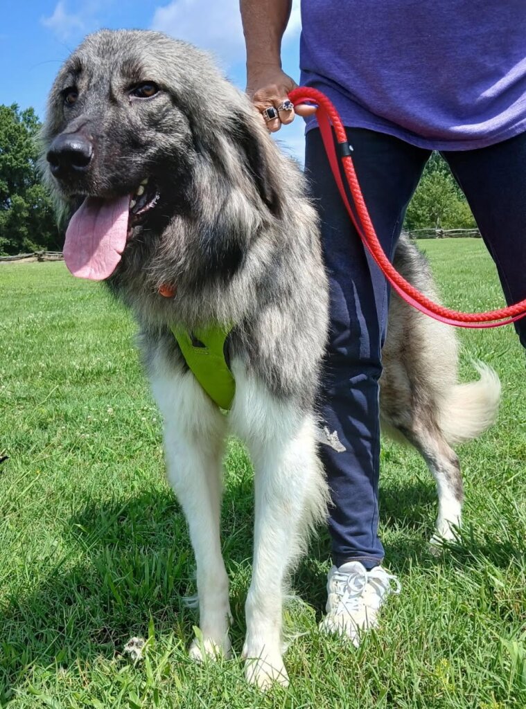 Big Fluffy Dog Rescue animal shelter in La Vergne, TN