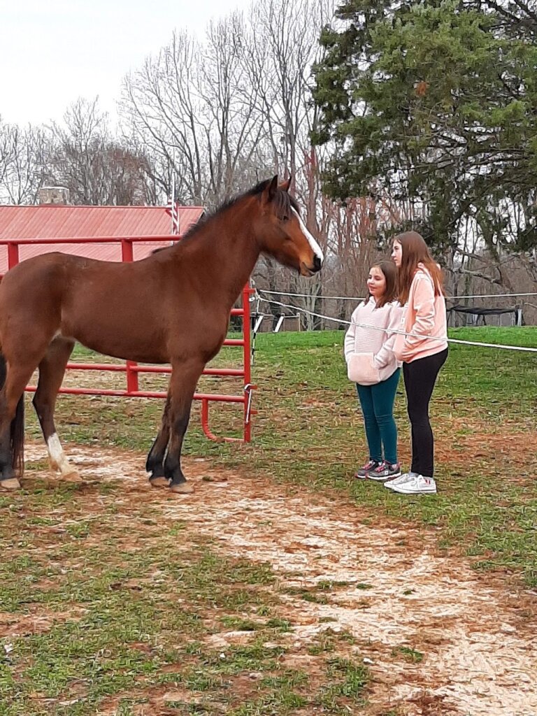 Big Oaks Rescue Farm Large Animals Only in Hodges, SC