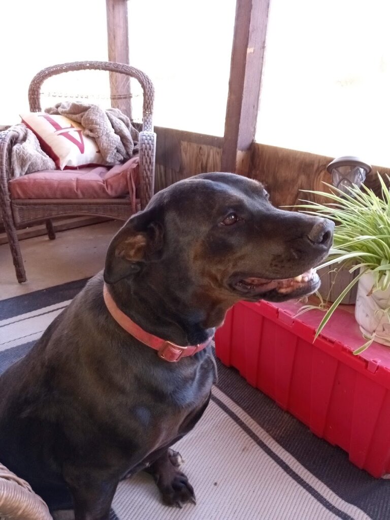 Big Spring Animal Shelter in Big Spring, TX