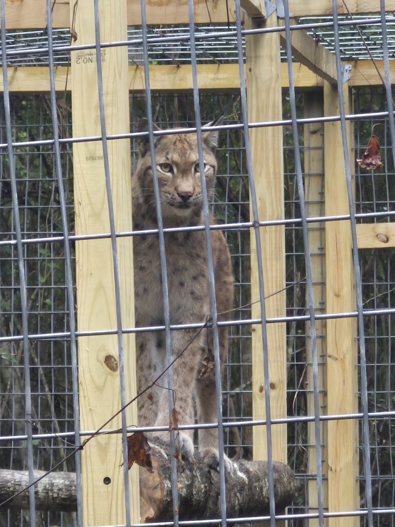 Black Creek Wildlife Rescue Center in Bishopville, SC