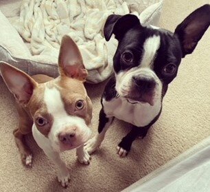 Black Tie Boston Rescue in Boiling Springs, SC