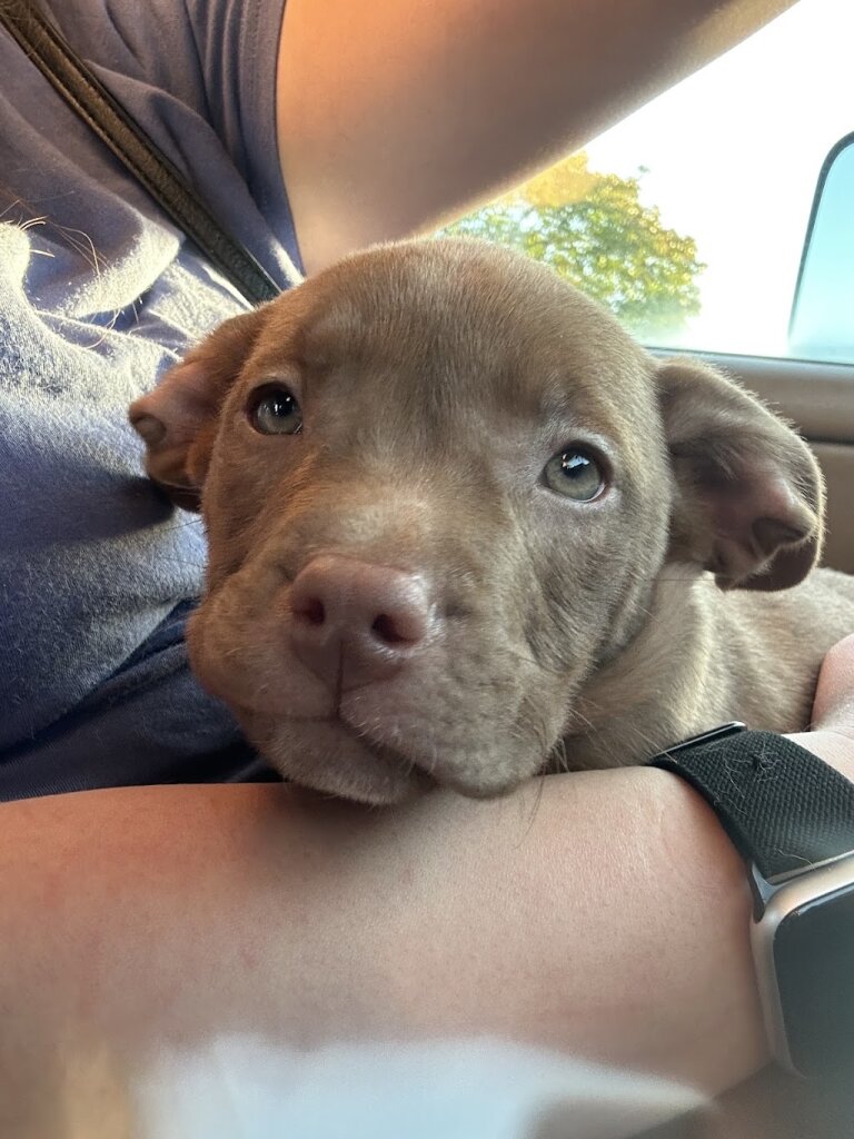 Bless A Puppy Rescue and Rehoming Center animal shelter in Smithfield, NC