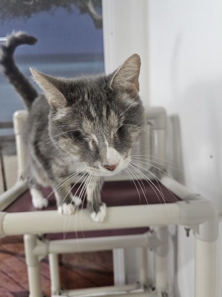 Blind Cat Rescue & Sanctuary animal shelter in Saint Pauls, NC
