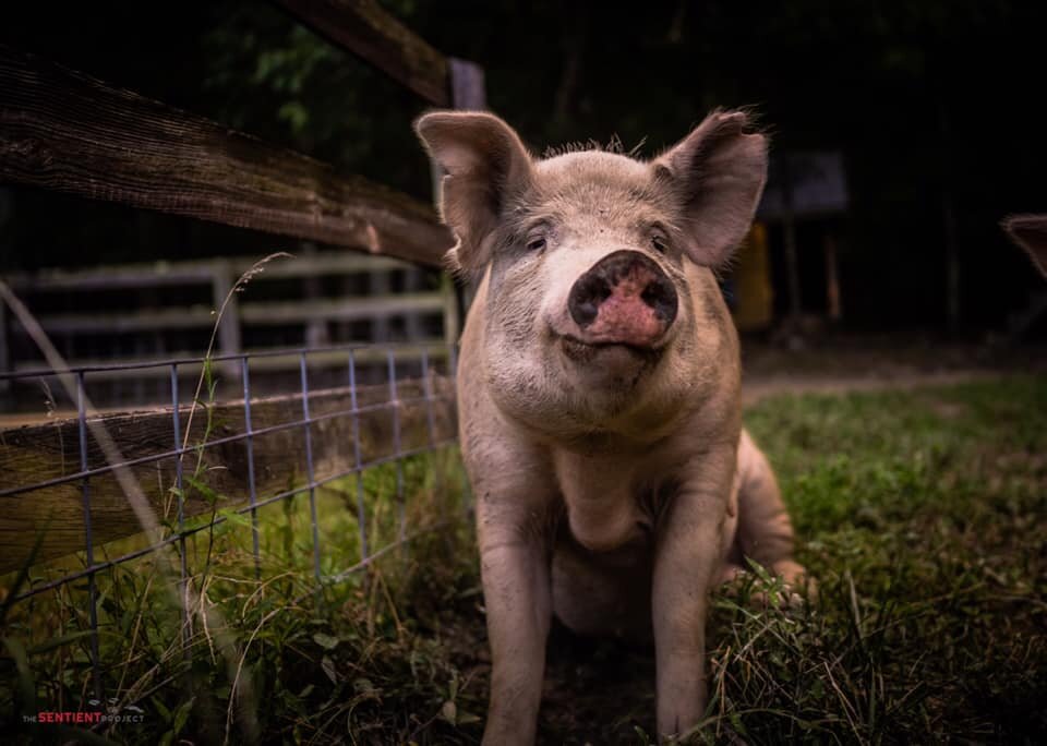 Blind Spot Animals Sanctuary animal shelter in Rougemont, NC