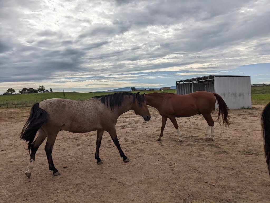 Blue Moon Rescue & Sanctuary in Chino Valley, AZ