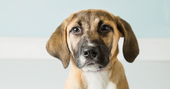 Blue Ridge Humane Society - Adoption Center animal shelter in Hendersonville, NC