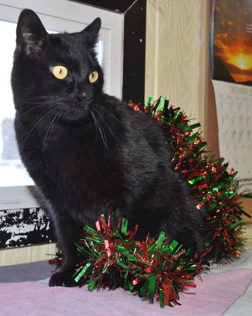 Borderland Humane Society in International Falls, MN