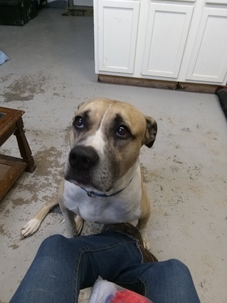 Bosque Animal Rescue Kennels 'BARK' in Clifton, TX