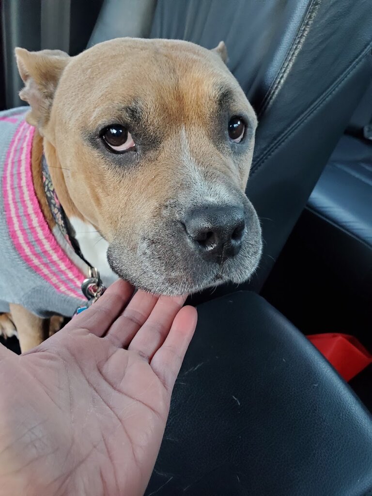 Brandywine Valley SPCA Animal Health Center | Malvern animal shelter in Malvern, PA