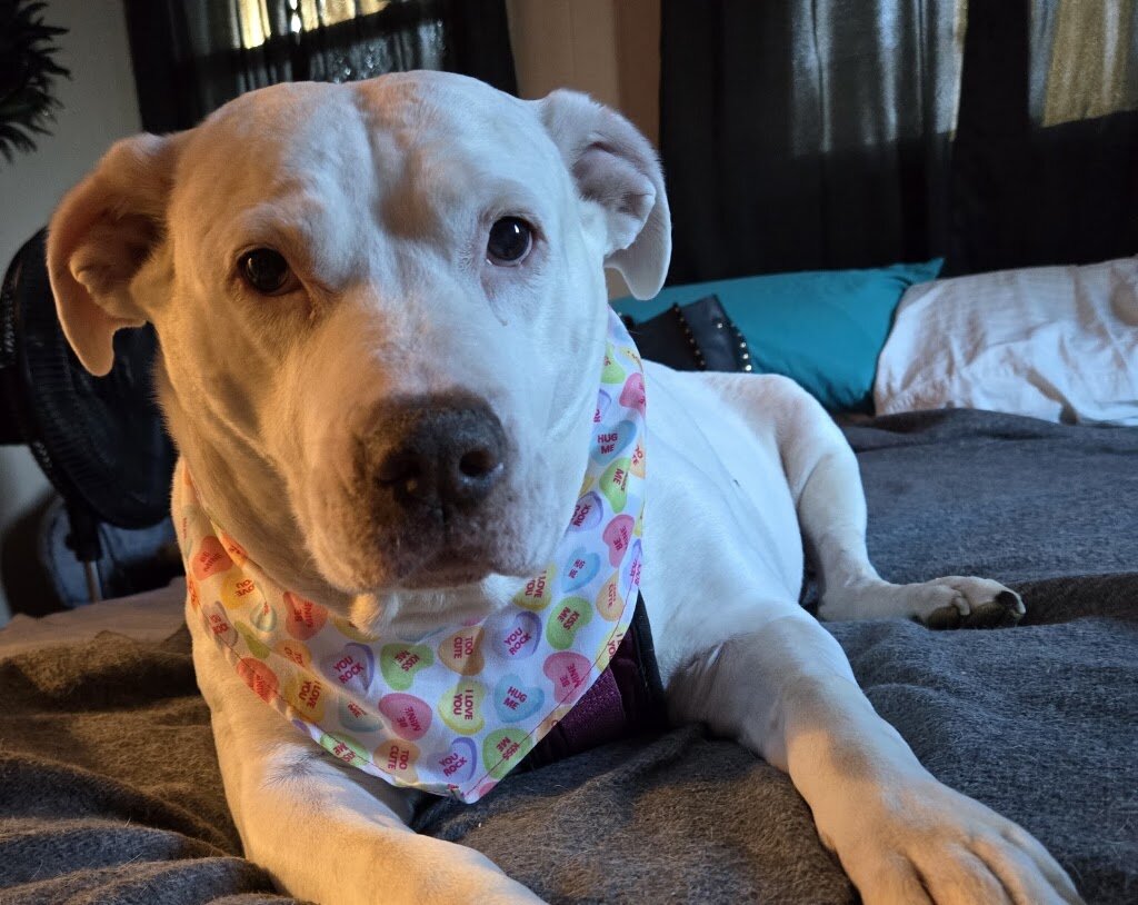 Brandywine Valley SPCA animal shelter in West Chester, PA