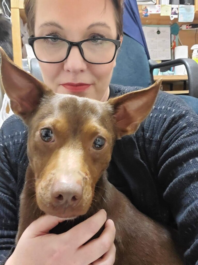 Branson Humane Society animal shelter in Branson, MO
