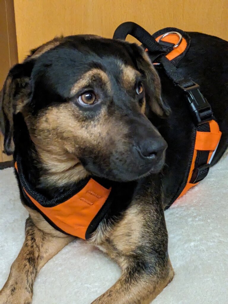 Braxton County Animal Shelter in Sutton, WV