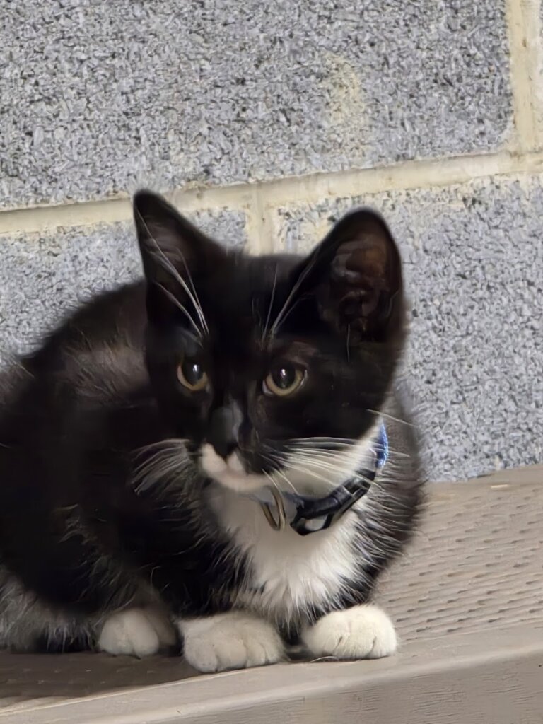 Bristol Virginia Animal Shelter in Bristol, VA