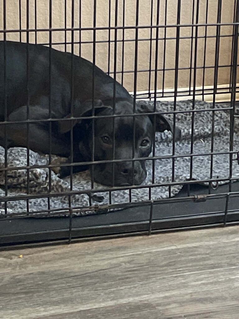 Broken Arrow Animal Shelter in Broken Arrow, OK