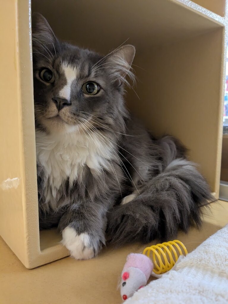 Broken Tail Rescue Cat Adoption Center in Cambridge, MA
