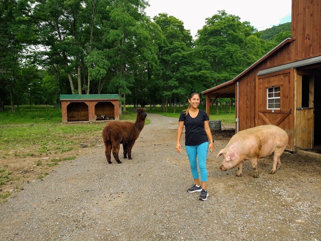 Broome Animal Sanctuary animal shelter in Middleburgh, NY