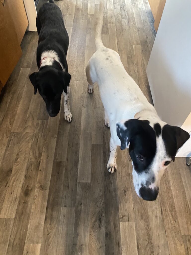 Buchanan County Animal Shelter in Hazleton, IA