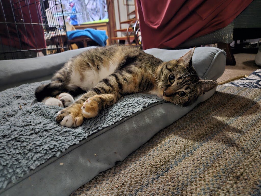 Bucksport Animal Shelter in Bucksport, ME