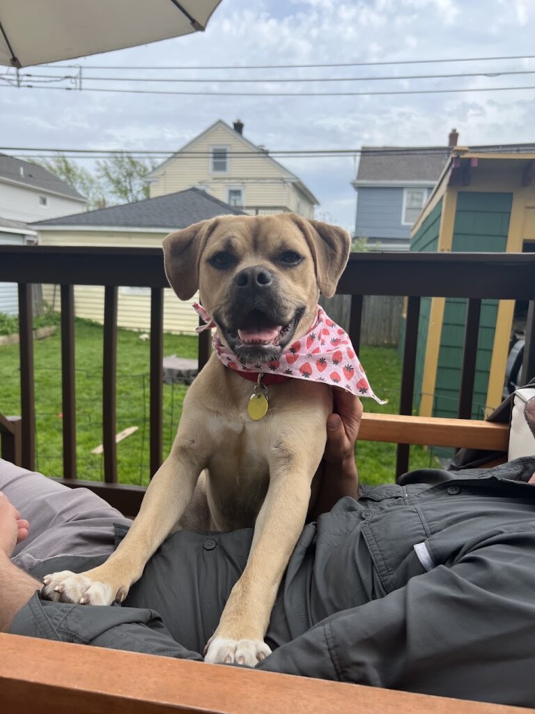Buffalo Animal Shelter in Buffalo, NY