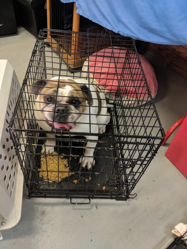 Buffalo Pug and Small Breed Rescue, Inc. animal shelter in Tonawanda, NY