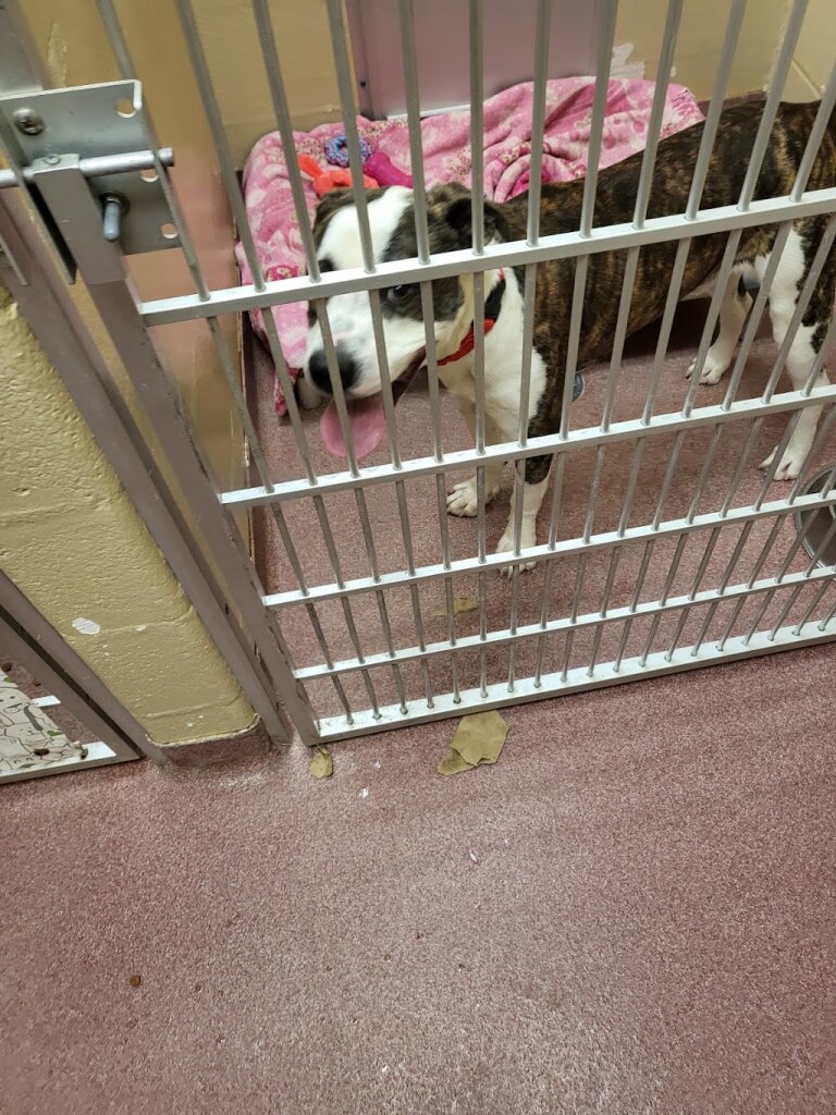 Buncombe County Animal Shelter in Asheville, NC