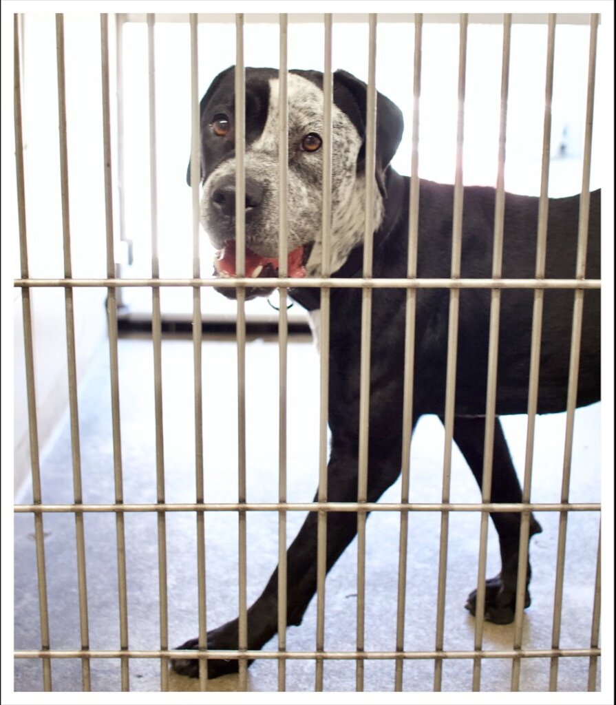 Burbank Animal Shelter in Los Angeles, CA