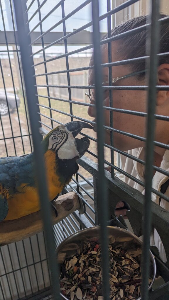 Burge Bird Services & Rescue animal shelter in Grandview, MO