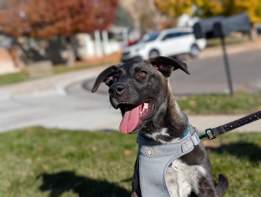 Cache Humane Society in Logan, UT