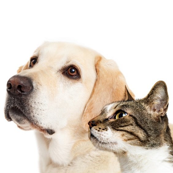 Calaveras Humane Society in Angels Camp, CA