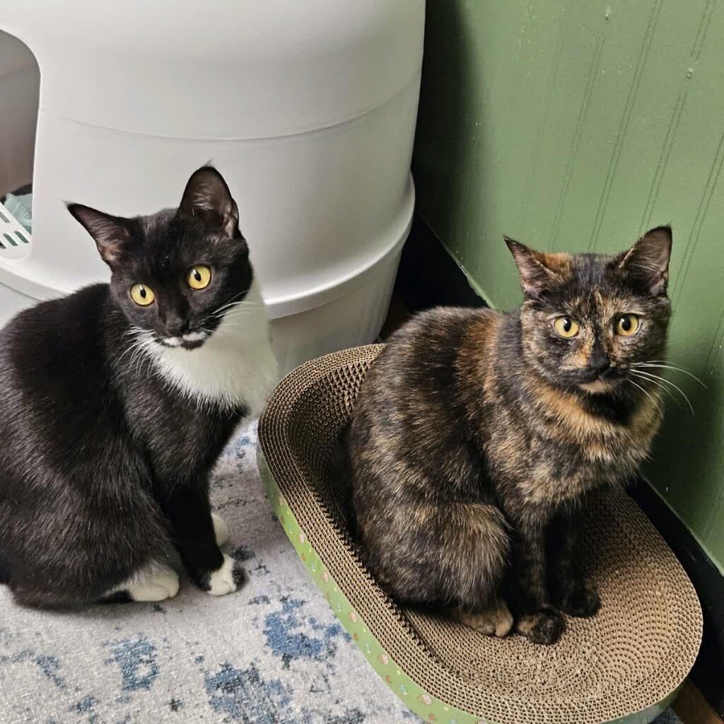 Cali Cats Rescue in Bethel Park, PA