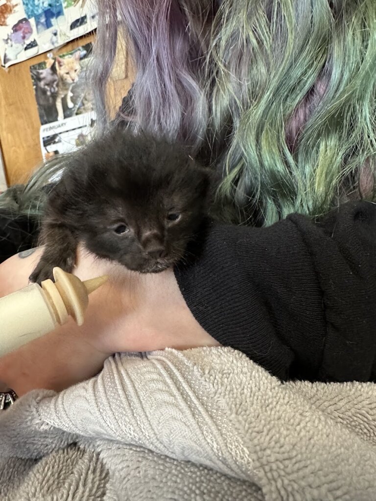 Calling All Cats Rescues animal shelter in Jackson Township, NJ