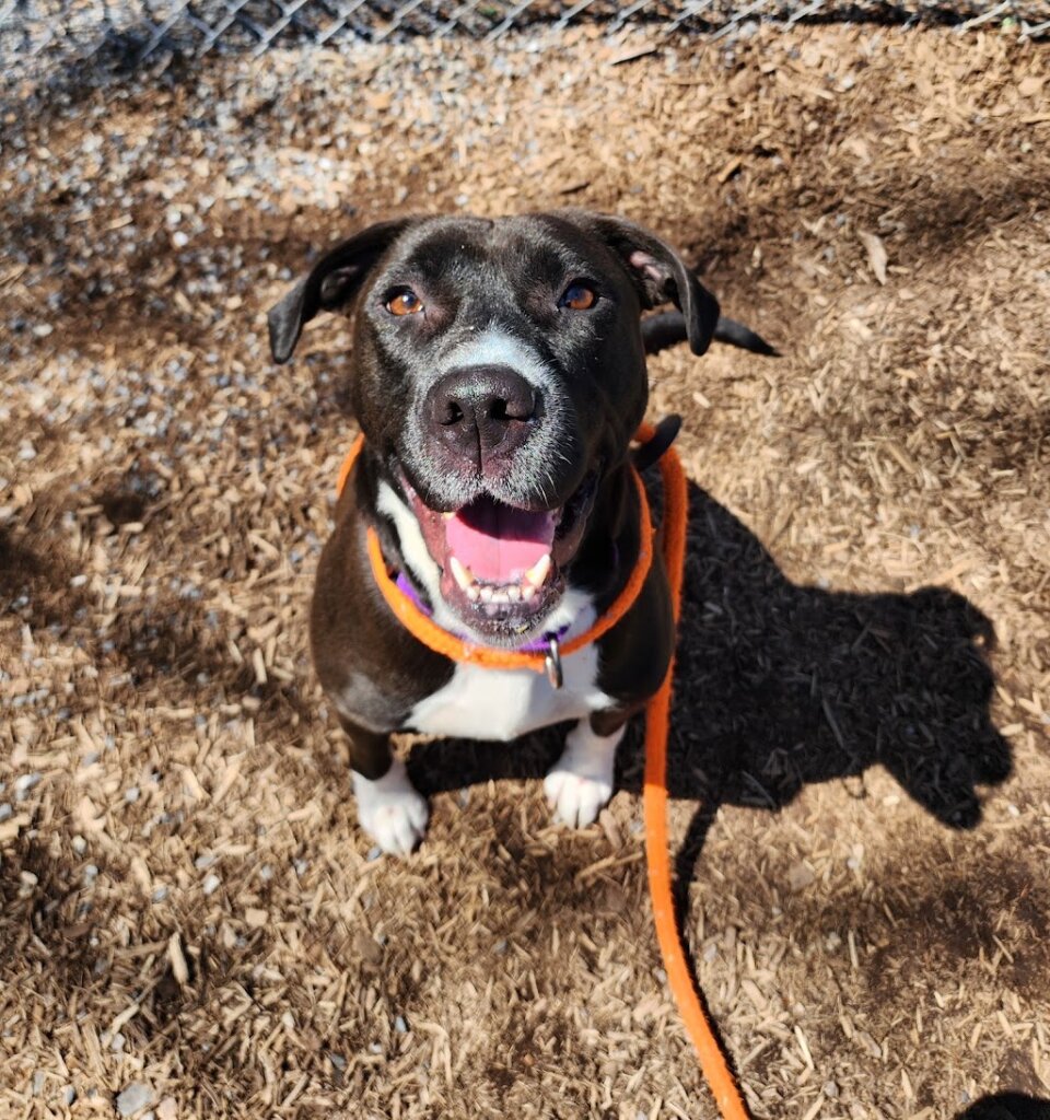 Canine Rescue of Central PA animal shelter in Dillsburg, PA