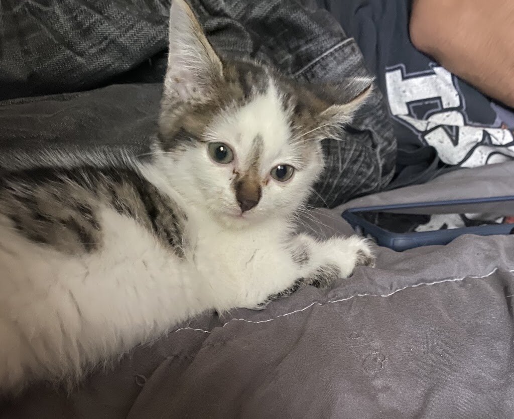 Carbon County Animal Shelter in Price, UT