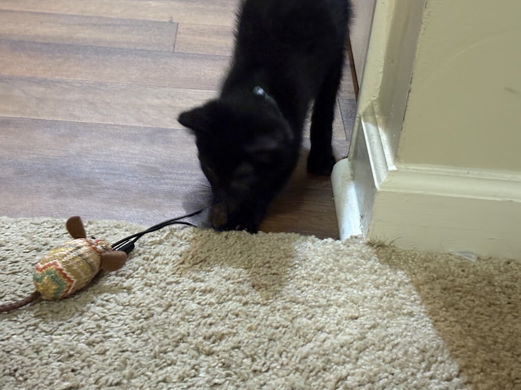 CARE Humane Society in Auburn, AL