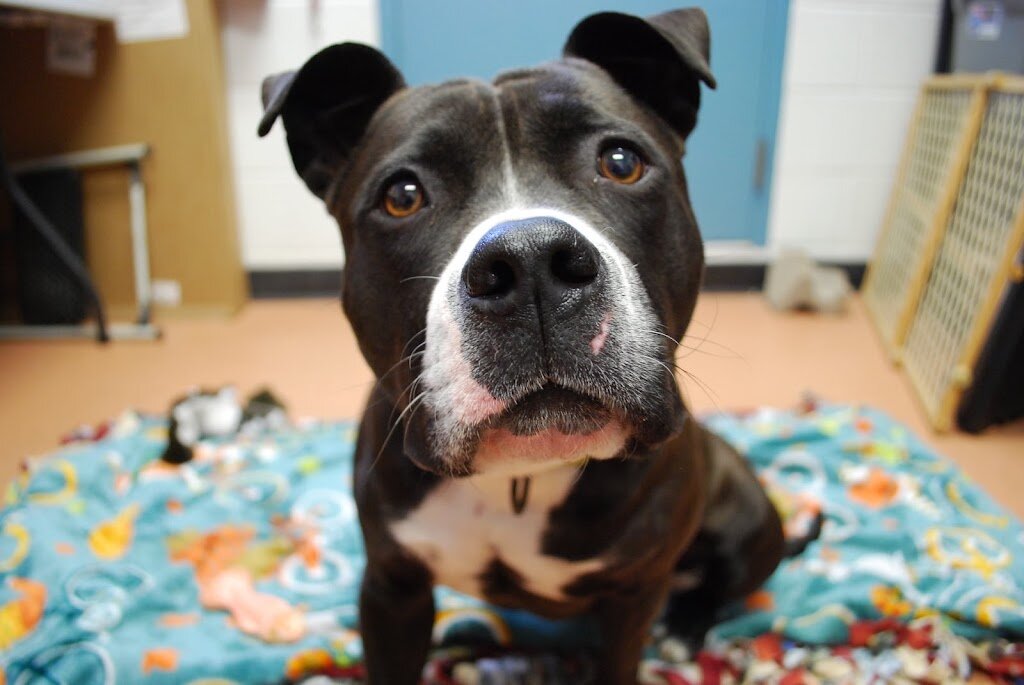 Caring Hands Humane Society in Newton, KS