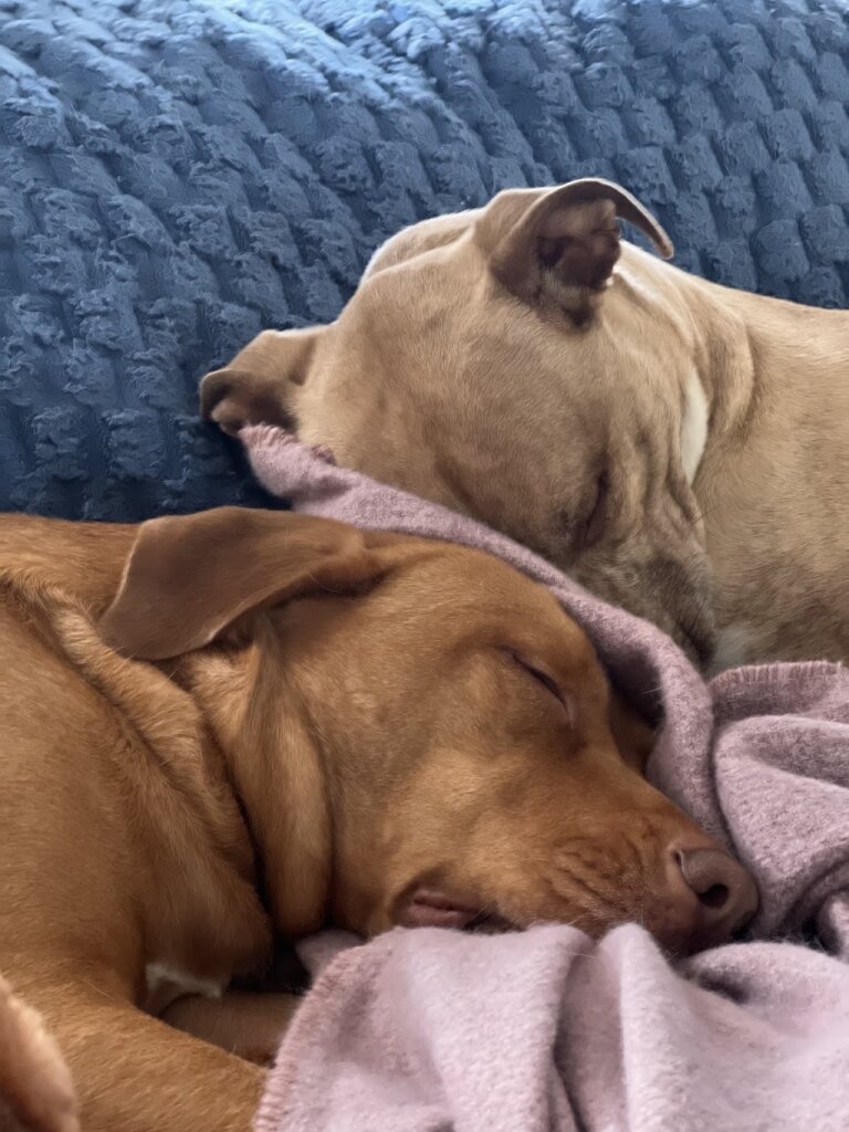 Caring Hearts And Paws Rescue animal shelter in Tonawanda, NY