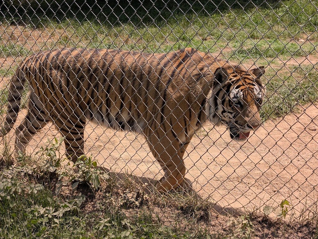 Carolina Tiger Rescue animal shelter in Pittsboro, NC