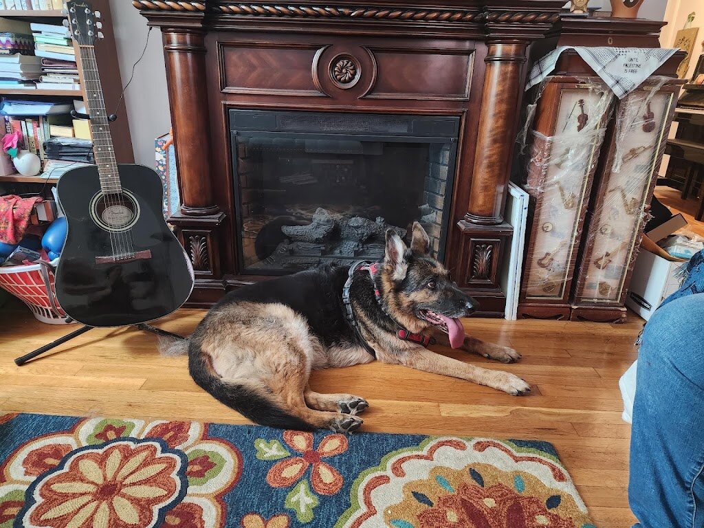 Carol’s Senior Pet Sanctuary animal shelter in Bayport, NY