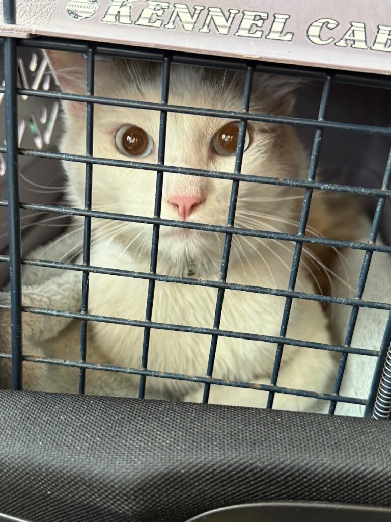 Carson Animal Shelter in Los Angeles, CA