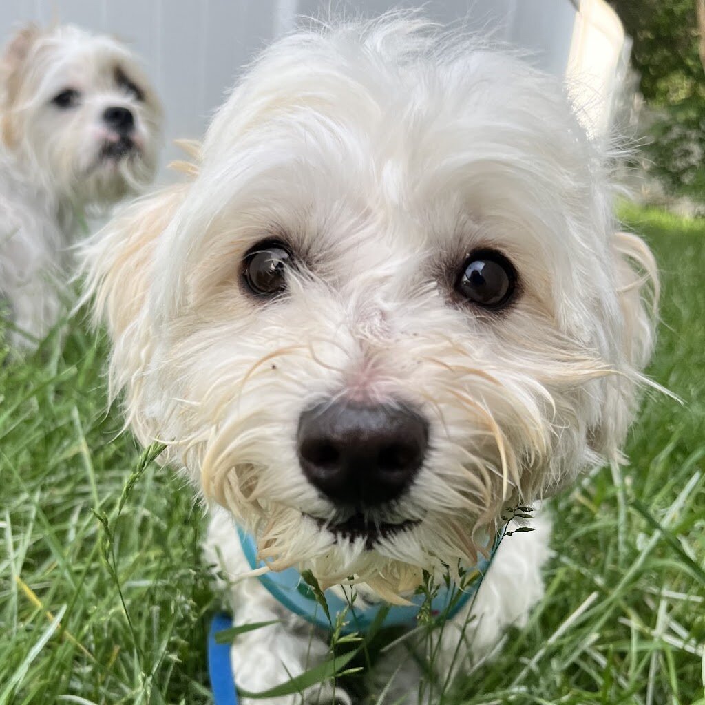 Carver Scott Humane Society (becoming Sota Saves) in Hopkins, MN