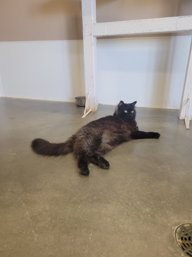 Casper Humane Society in Casper, WY