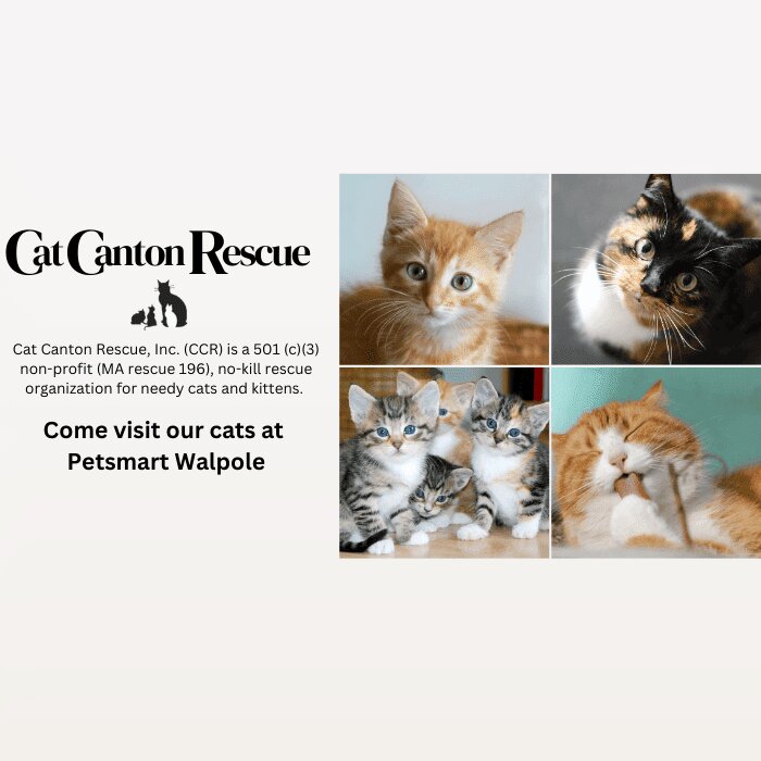 Cat Canton Rescue in Walpole, MA