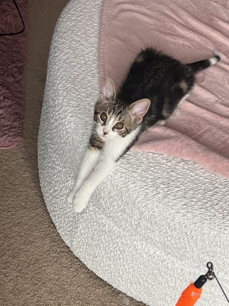 Cat Tail Kitties Rescue animal shelter in Sterling Heights, MI
