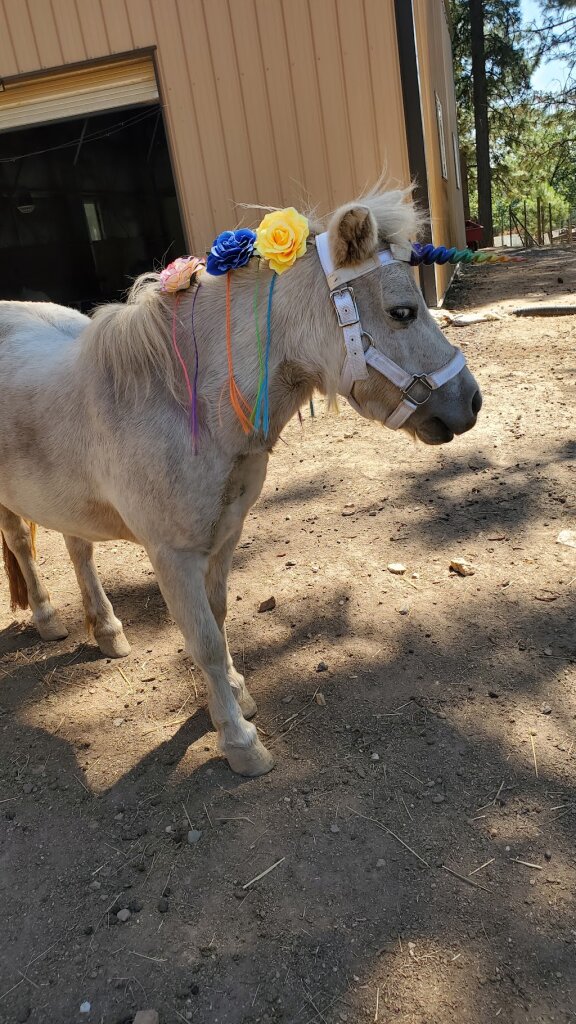 Cat's Animal Rescue and Sanctuary in Colfax, CA