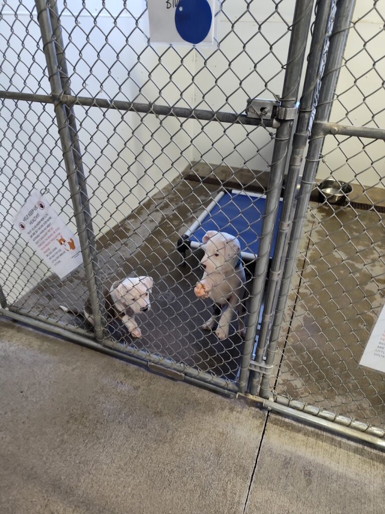 Cedar Valley Humane Society animal shelter in Cedar Rapids, IA