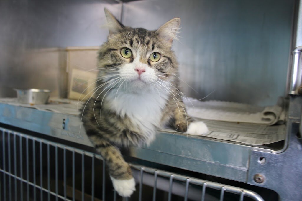 Central Missouri Humane Society in Columbia, MO